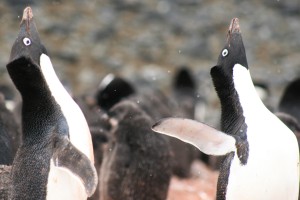 paarband verstevigen